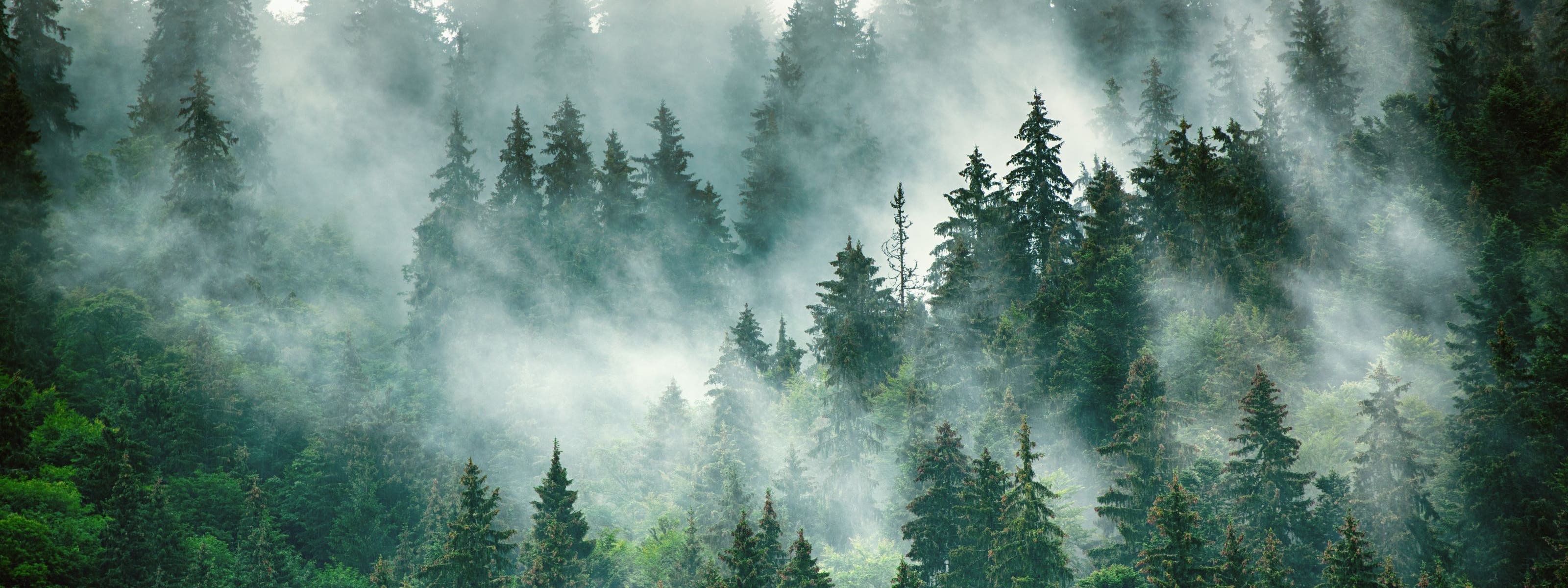 View of trees and mist.