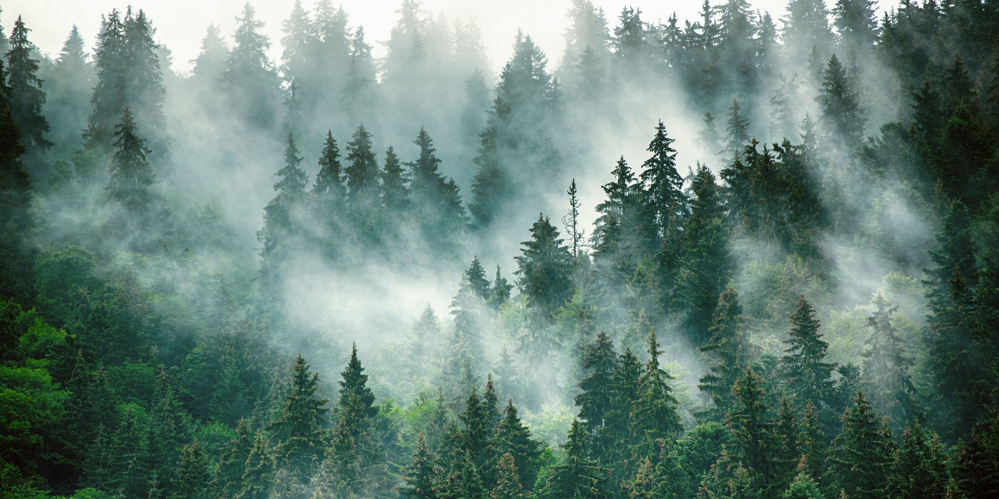 View of trees and mist.
