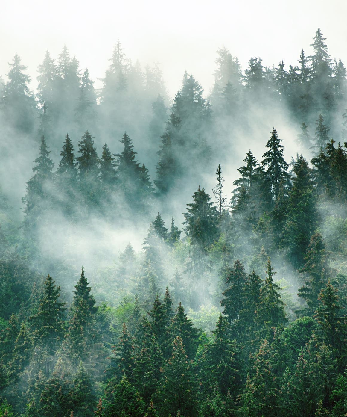 View of trees and mist.