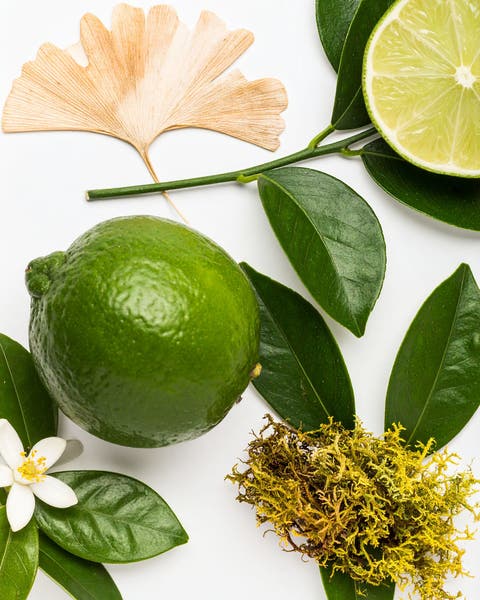 Flat lay of fresh limes, citrus leaves, a white blossom, dried moss, and a ginkgo leaf on a white background.