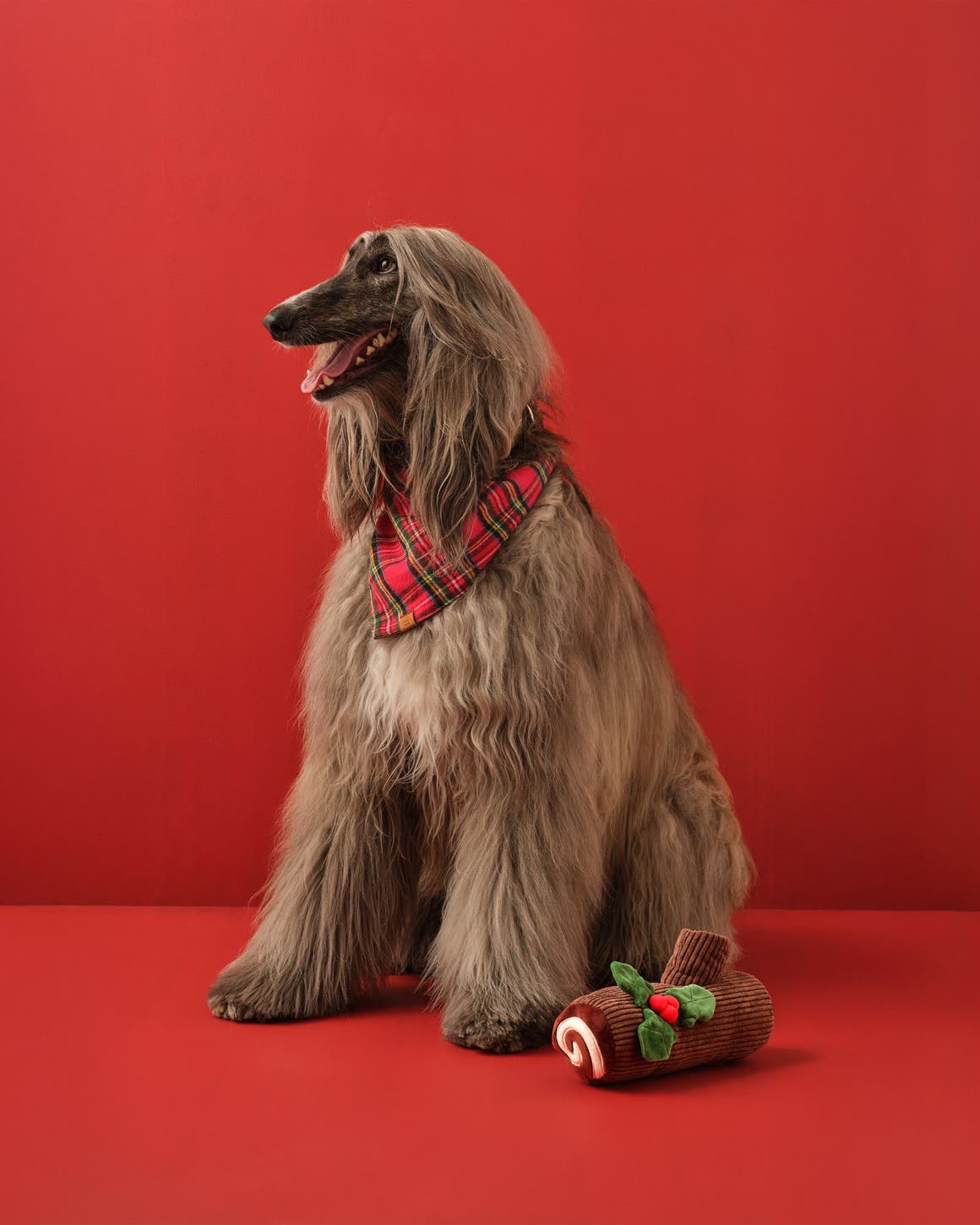 A dog wearing a bandana.
