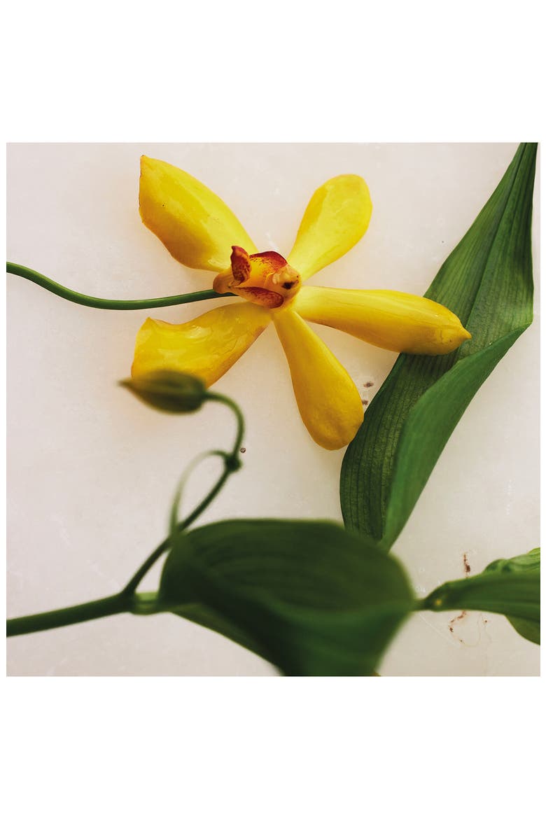 Atelier des Fleurs Vanilla Planifolia Eau de Parfum, Alternate, color, NO COLOR