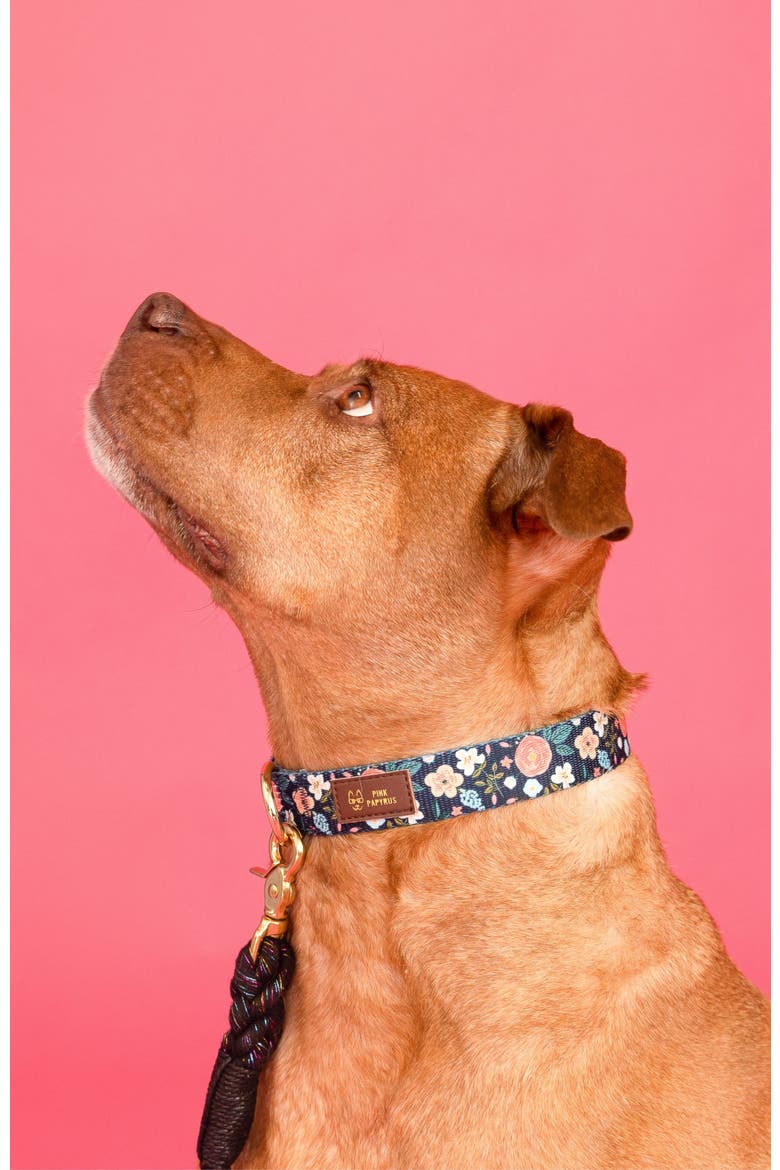 Riley Dog Collar, Alternate, color, Riley