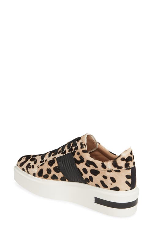 Linea Paolo Kim Sneaker In White/black Calf Hair