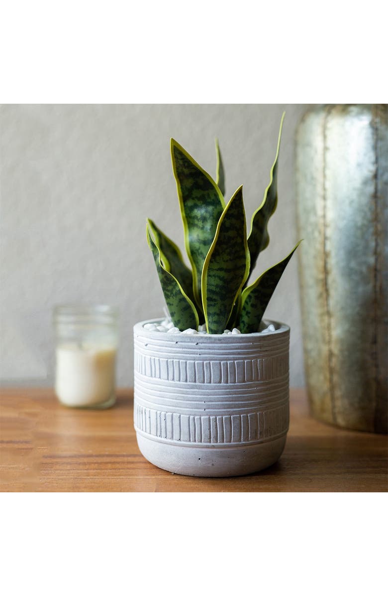 FLORA BUNDA 12"H Snake plant in 4.75" Pueblo Cement Pot, Alternate, color,