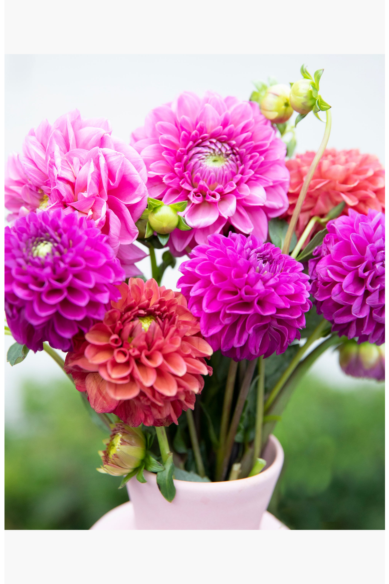 Dahlia Delight Paint by Numbers Kit, Alternate, color, Pink / Purple / Red