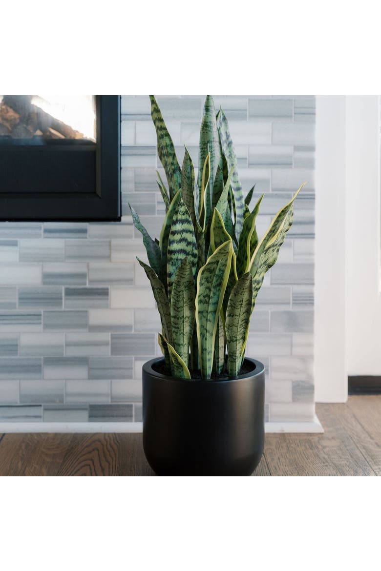 30" Snake Plant, Alternate, color, Green