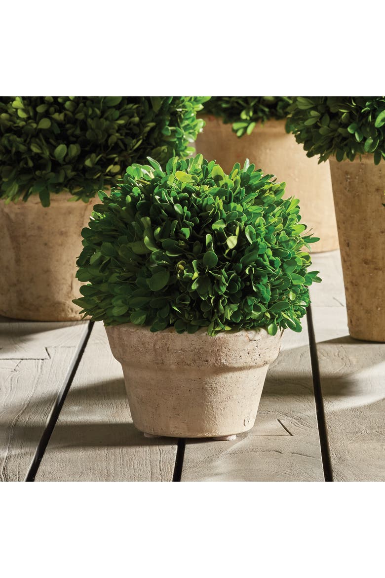 Boxwood Ball In Pot Medium, Alternate, color, Beige