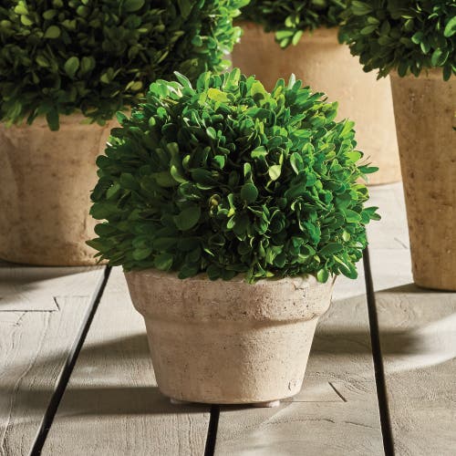Napa Home & Garden Boxwood Ball In Pot Medium In Multi