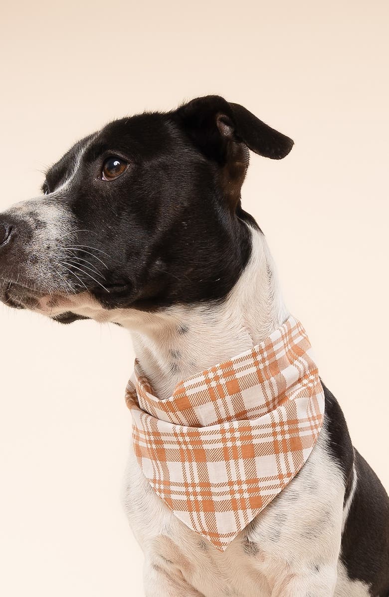 The Paws Ginger Dog Bandana, Alternate, color, Orange