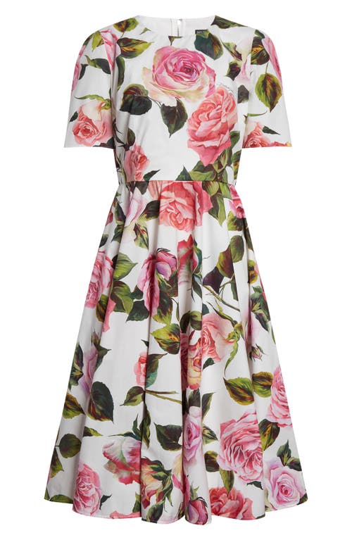 Dolce & Gabbana Dolce&gabbana Rose Print Cotton Fit & Flare Dress In Rose Rosa Floral.bianco