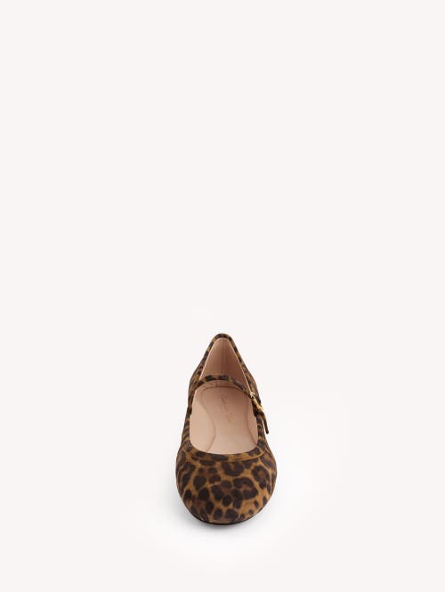 Gianvito Rossi Carla Leopard Print Ballet Flats In Leopard Brown