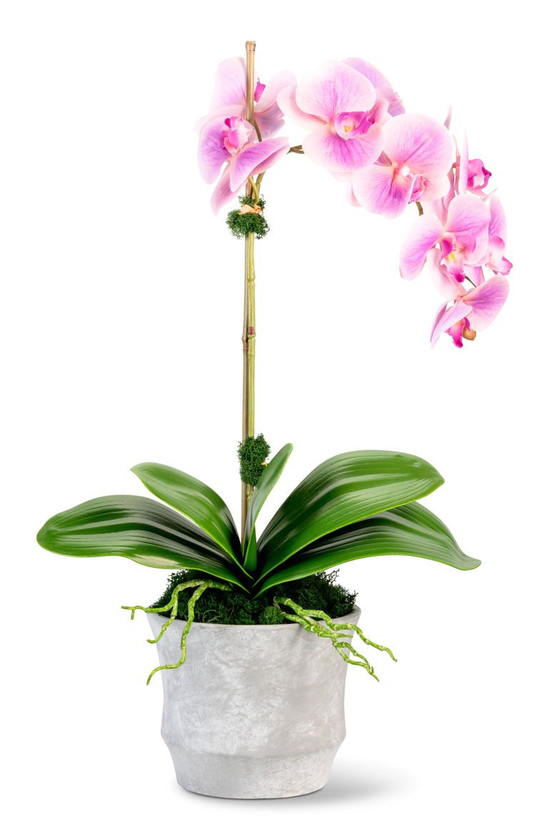 Clementine RealTouch Orchid Arrangement, Main, color, Periwinkle