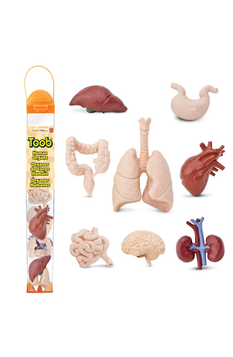 Safari Ltd. Human Organs Toy, Main, color, NO COLOR