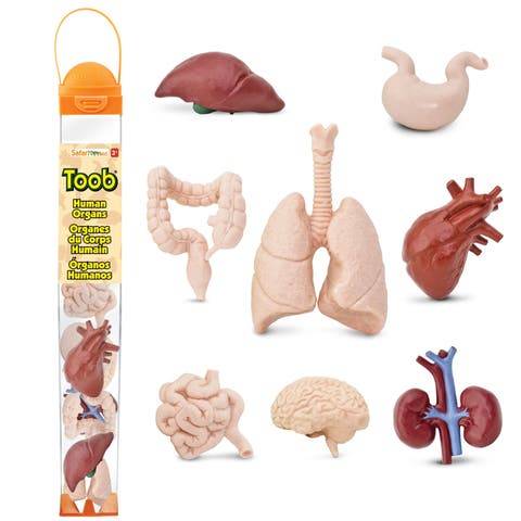 Human Organs Toy