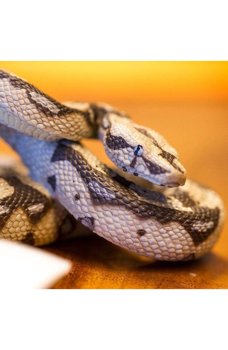 Safari Ltd. Boa Constrictor Toy, Alternate, color, NO COLOR