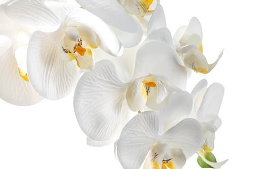 Cocobella Rosalyn Realtouch Orchid In Snow