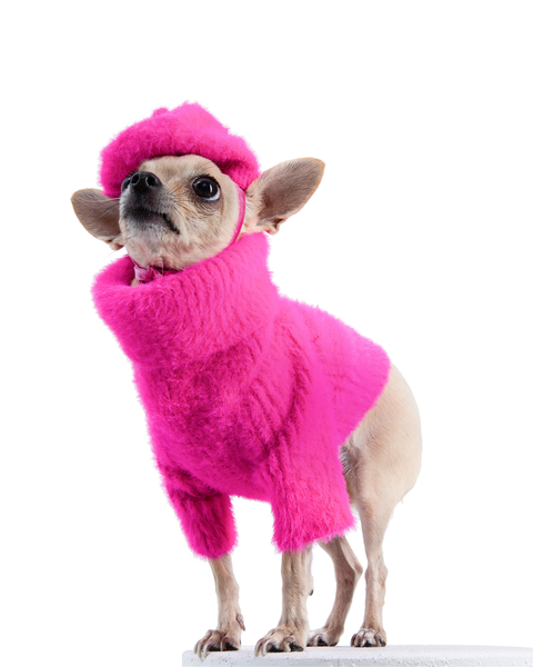 Paris Dog Sweater & Hat