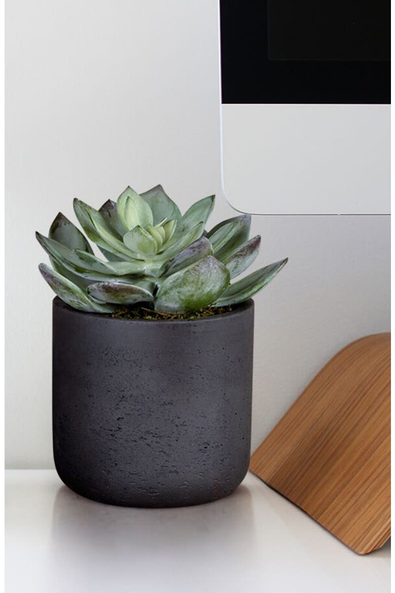 Desert Dudleya Planter Decoration, Alternate, color, GREEN