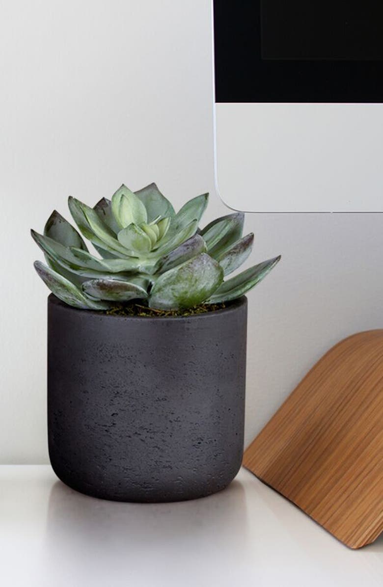 Bloomr Desert Dudleya Planter Decoration, Alternate, color,