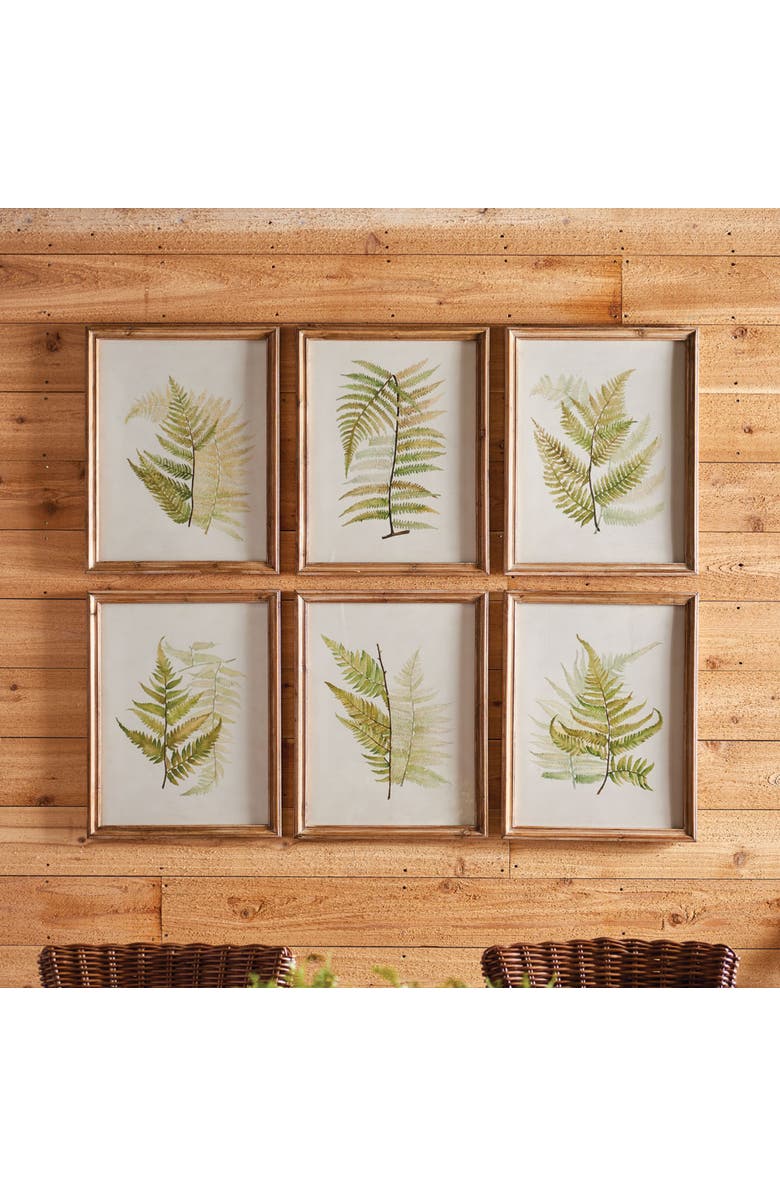 Napa Home & Garden Framed Fern Study Set of 6, Alternate, color,