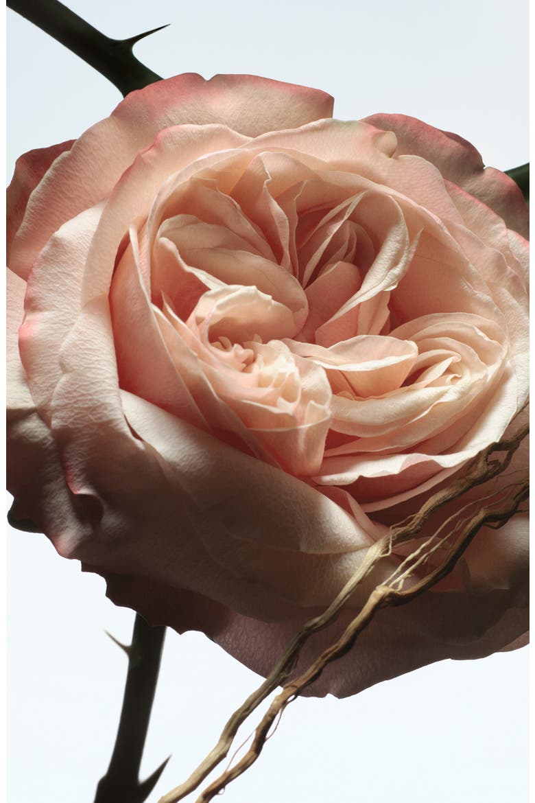 Rosa Carnivora Refillable Eau de Parfum (Women) | Nordstrom