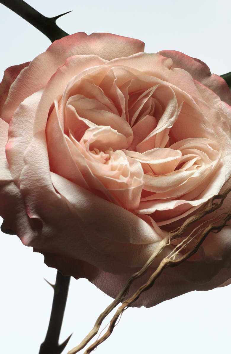 Dries Van Noten Rosa Carnivora Refillable Eau de Parfum, Alternate, color, 