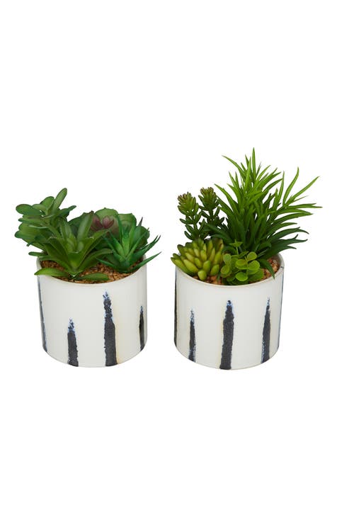 Artificial Potted Succulent 2-Piece Set