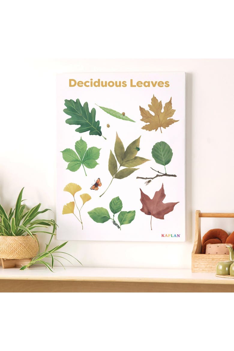 Deciduous Leaves Giclee Classroom Wall Print, Alternate, color, green