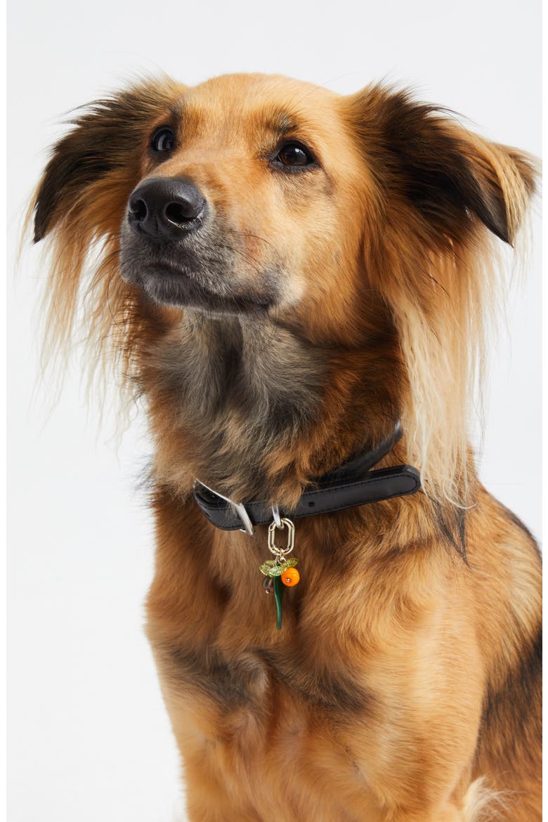 Pet Collar Charm, Alternate, color, ORANGE/ PEARL
