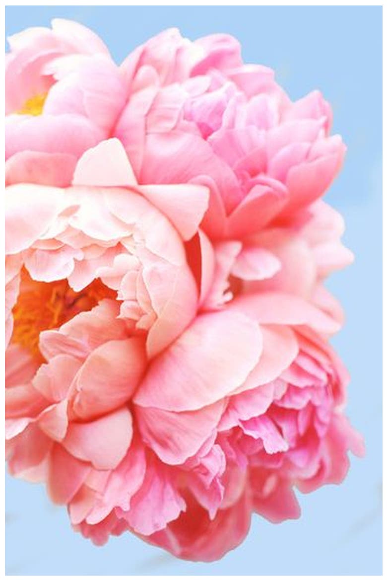 Perfect Petals Paint by Numbers Kit, Alternate, color, Pink / Coral