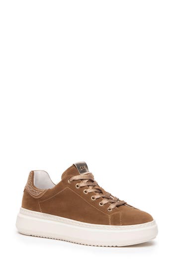 Nerogiardini Studded Skater Sneaker In Brown