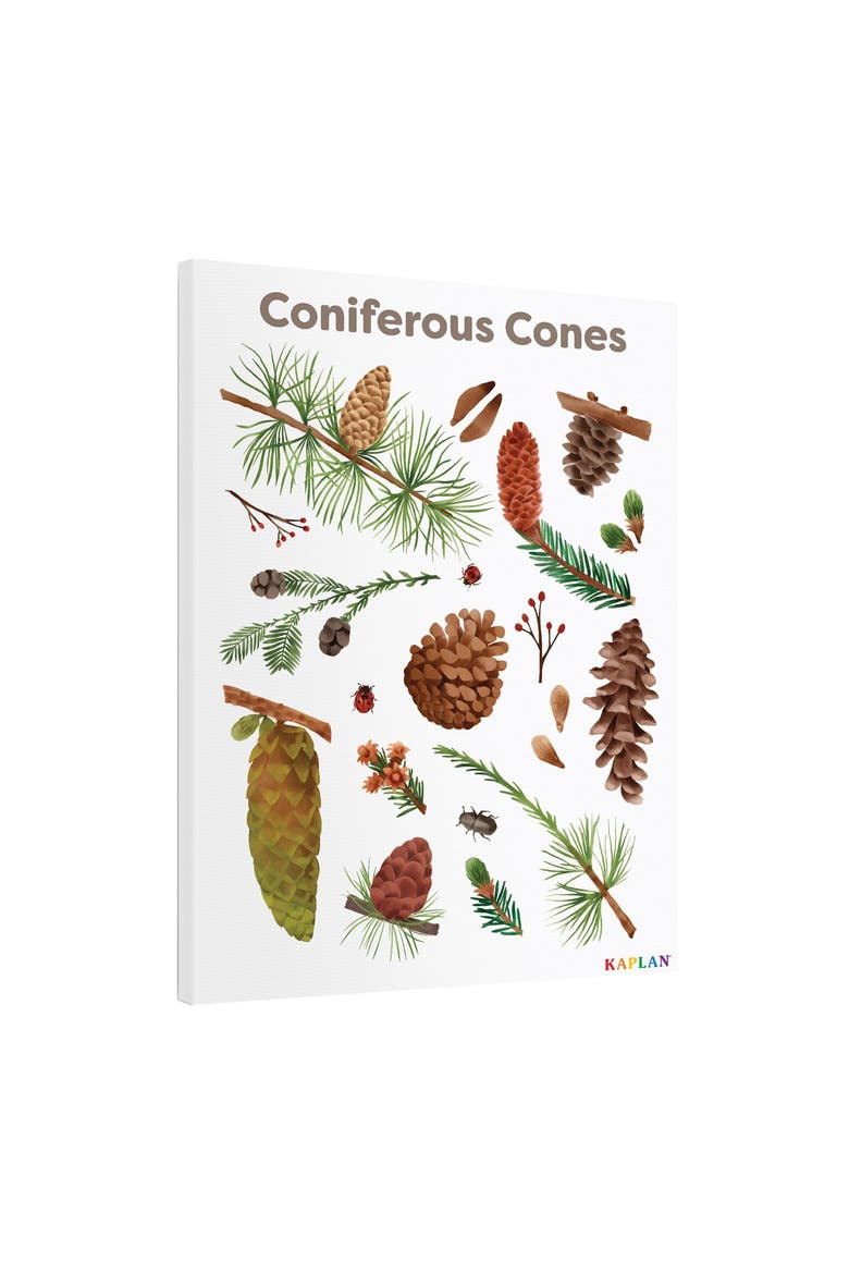 Coniferous Cones Giclee Classroom Wall Print, Alternate, color, brown
