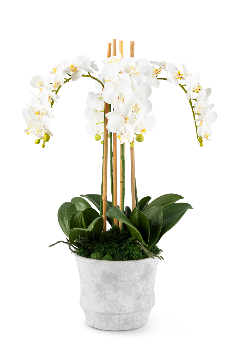 Celeste RealTouch Orchid Arrangement, Main, color, Snow