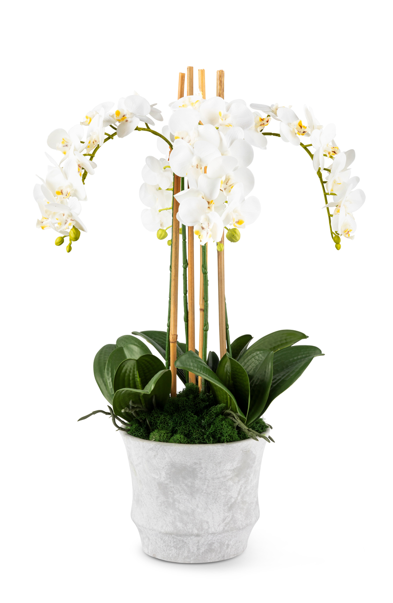 CocoBella Celeste RealTouch Orchid Arrangement, Main, color, Snow