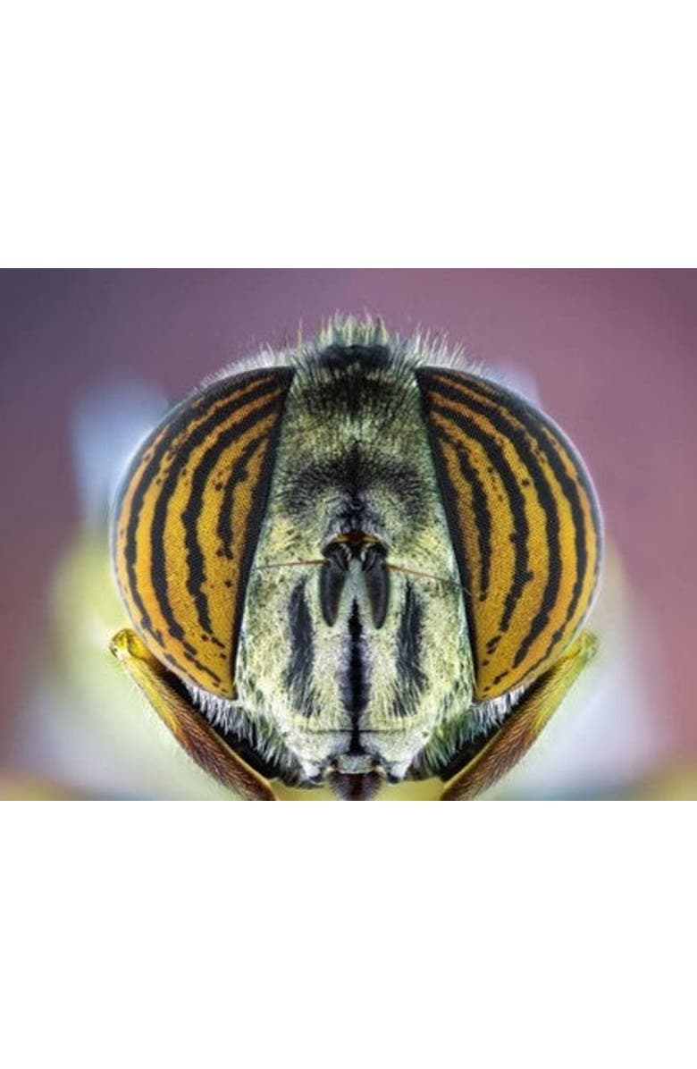 VULIWEAR Elevated Aviator Polarized Sunglasses, Alternate, color, Rise