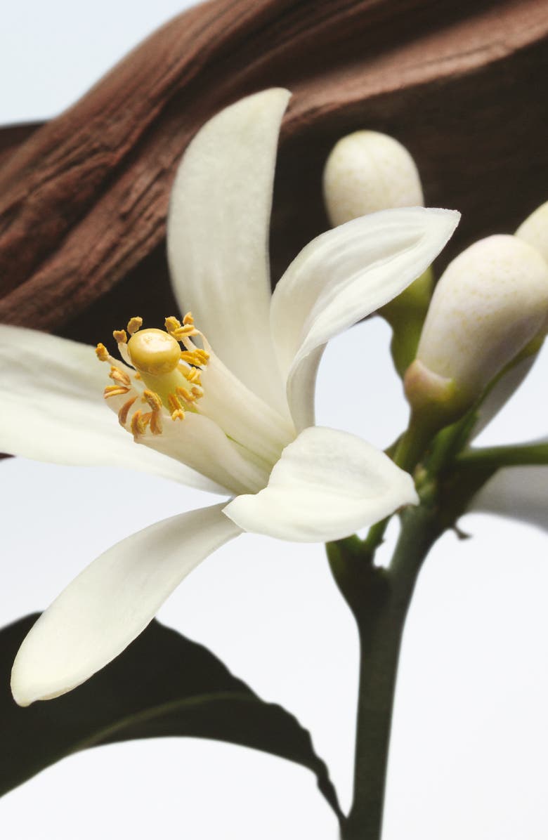 Dries Van Noten Jardin de l'Orangerie Refillable Eau de Parfum, Alternate, color, 