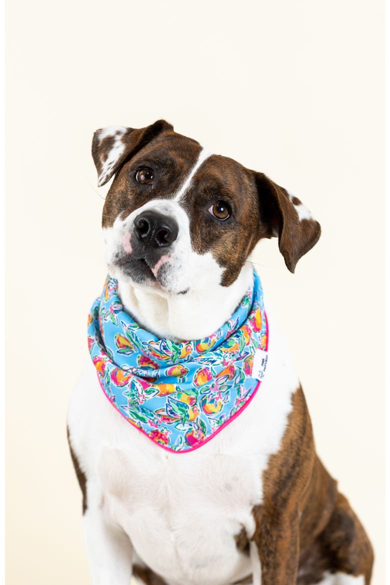 Tillie Pet Bandana, Alternate, color, Tillie