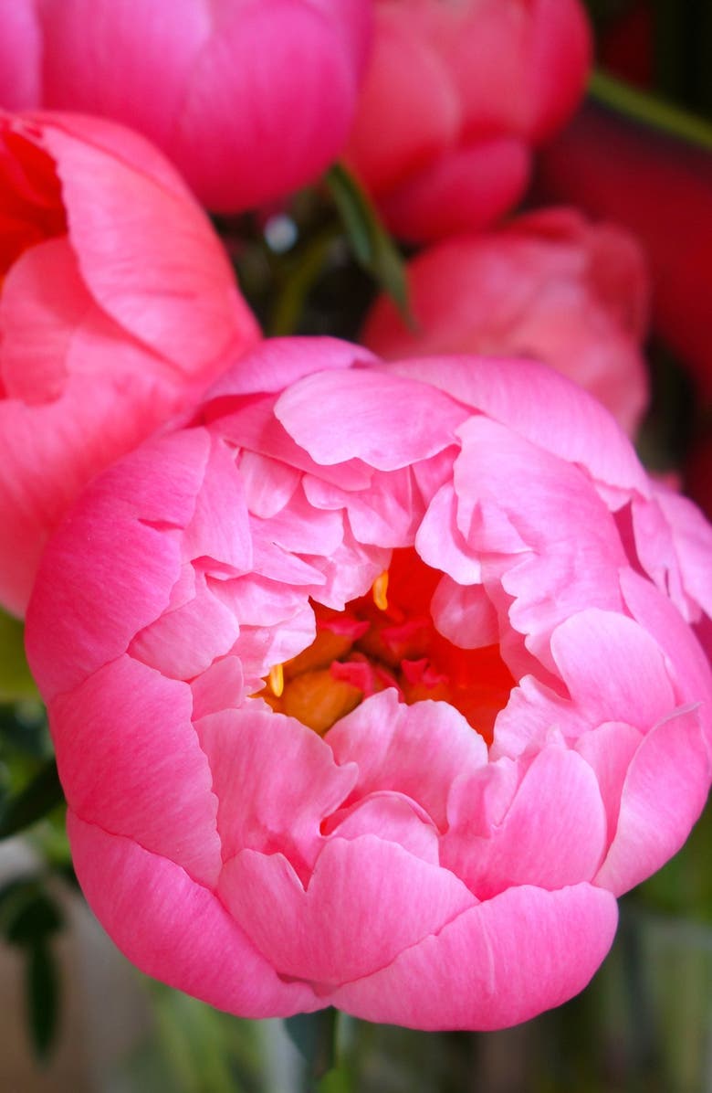 Maison Margiela Replica Flower Market Eau de Toilette Fragrance, Alternate, color,