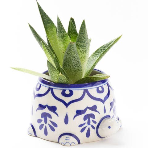Lalita Mama Turtle Succulent Planter