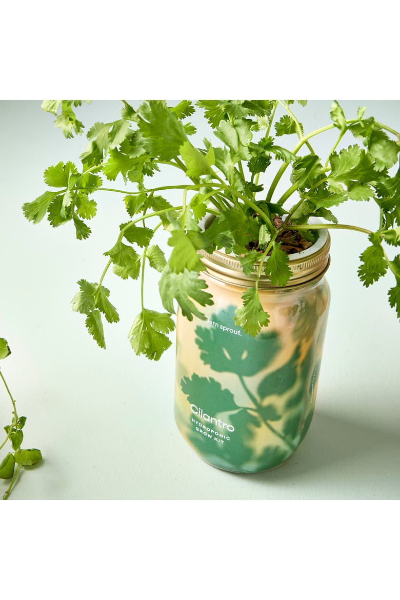 Garden Jar 2pk, Alternate, color, Basil + Cilantro