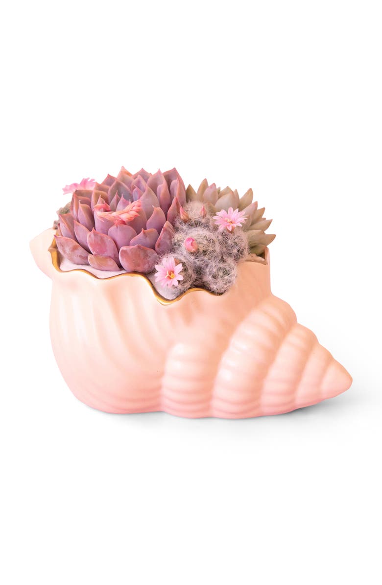 Jungle Club Siren Shell Planter, Main, color, Vanilla