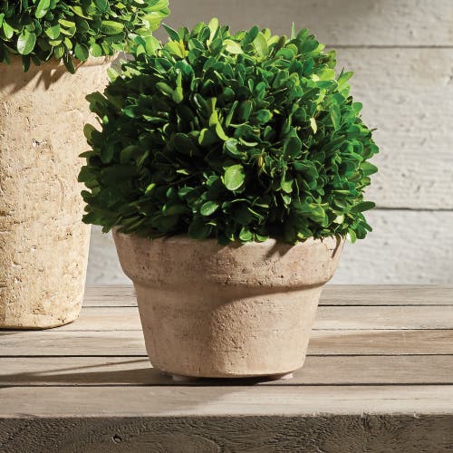 Napa Home & Garden Boxwood Ball In Pot Medium In Multi