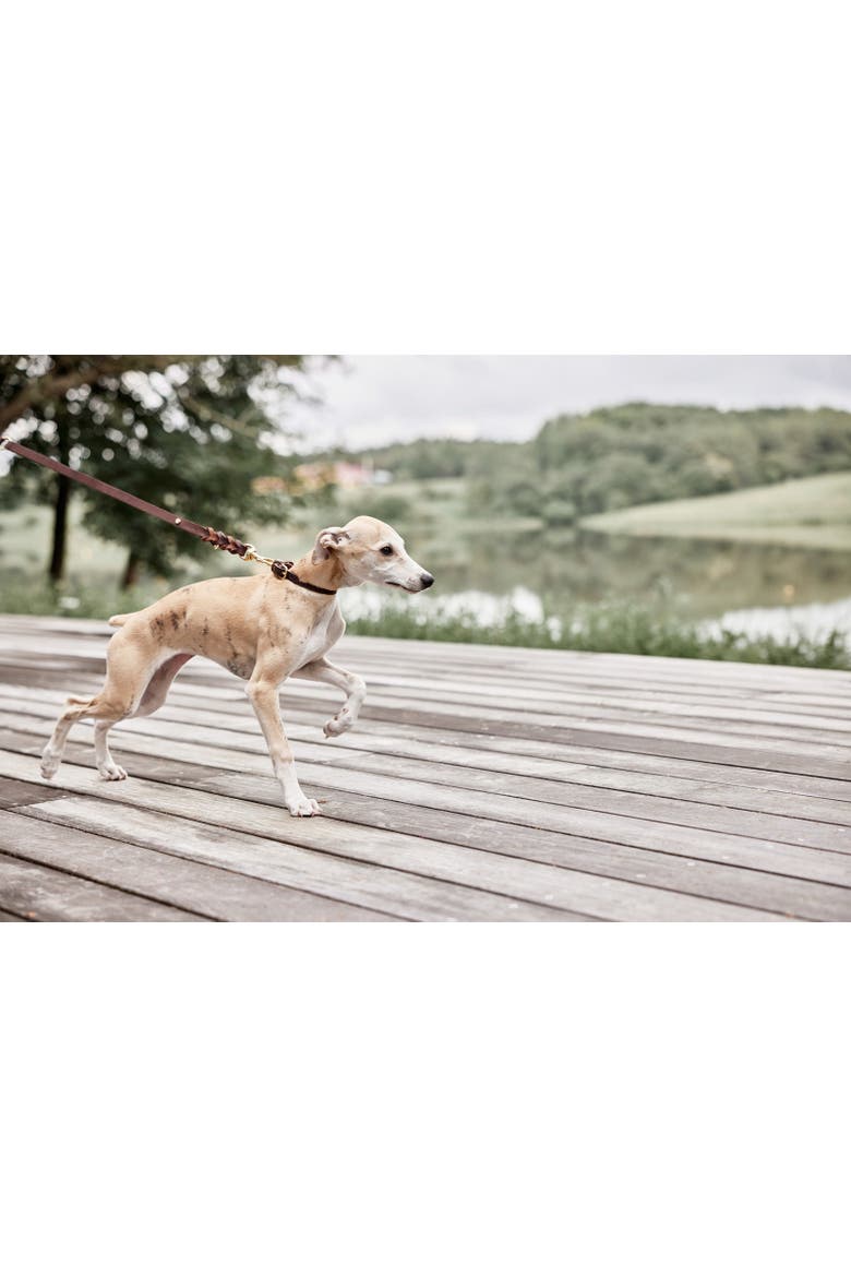 Robin Dog Collar, Alternate, color, Choko