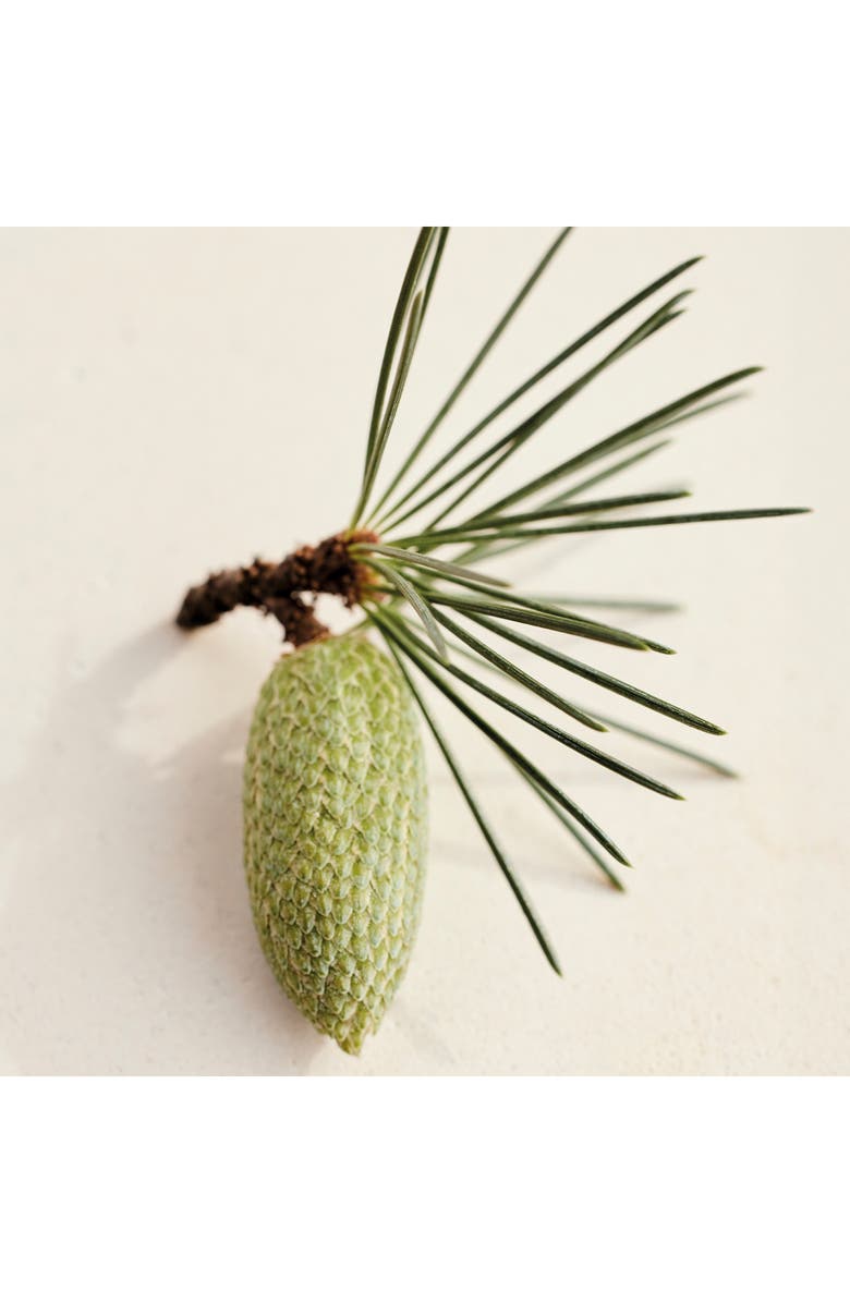 Chloé Atelier des Fleurs Cedrus Eau de Parfum, Alternate, color, 