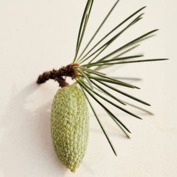 Atelier des Fleurs Cedrus Eau de Parfum