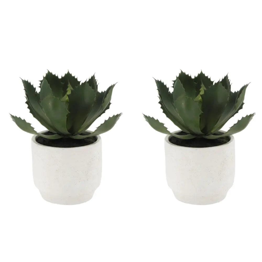 selected Green succulents in stone pots