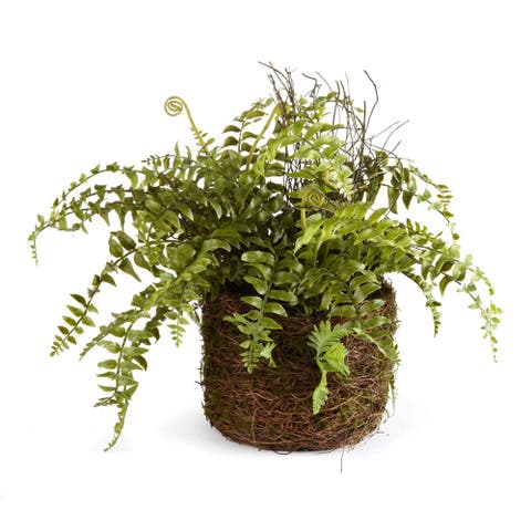Boston Fern Rustic Drop-In 12"