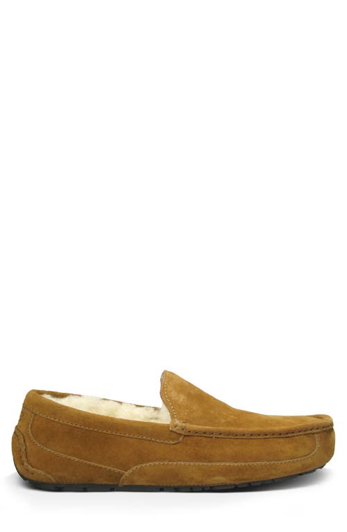 Ugg(r) Ascot Slipper In Brown