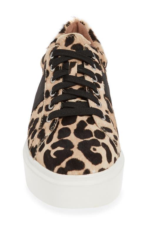 Linea Paolo Kim Sneaker In White/black Calf Hair